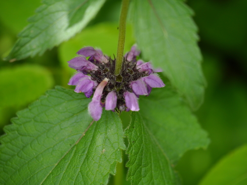 Phlomoides bracteosa, photograph 5
