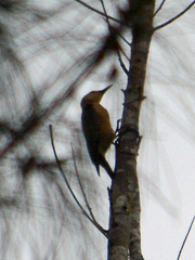 Melanerpes aurifrons