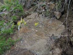 Bupleurum polyphyllum