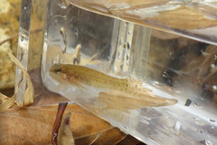 Etheostoma pseudovulatum