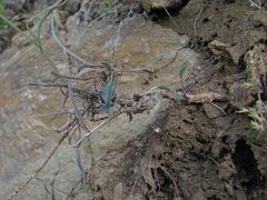Bupleurum polyphyllum