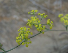 Bupleurum polyphyllum