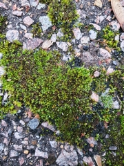 Vinealobryum nicholsonii