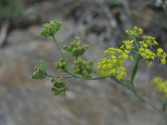 Bupleurum polyphyllum