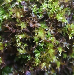 Vinealobryum nicholsonii