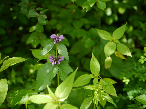 Phlomoides bracteosa, photograph 3
