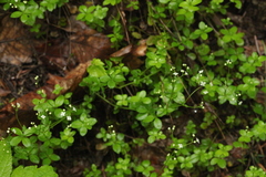 Galium rotundifolium
