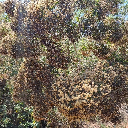 Vernonanthura polyanthes image