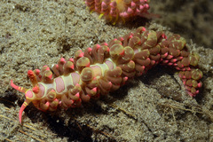 Limenandra barnosii