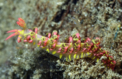 Limenandra barnosii