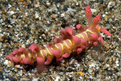 Limenandra barnosii