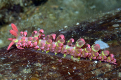 Limenandra barnosii