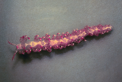 Limenandra barnosii