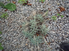 Dianthus gratianopolitanus