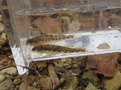 Etheostoma planasaxatile