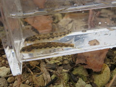 Etheostoma planasaxatile