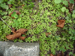 Delosperma nubigenum