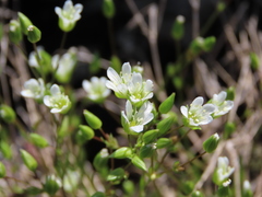 Sabulina dawsonensis