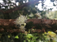 Plinia cauliflora