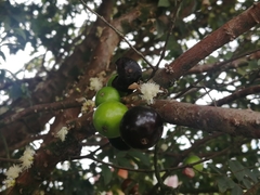 Plinia cauliflora
