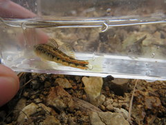 Etheostoma planasaxatile
