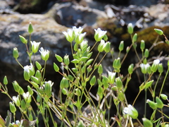 Sabulina dawsonensis
