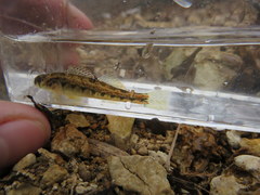 Etheostoma planasaxatile