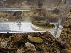 Etheostoma planasaxatile