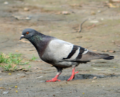 Columba livia domestica