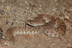Crotalus ruber ruber