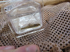 Etheostoma planasaxatile