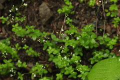 Galium rotundifolium
