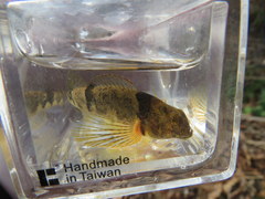 Etheostoma blennius