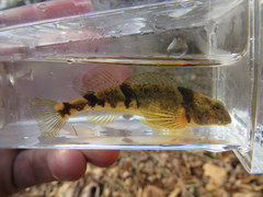 Etheostoma blennius