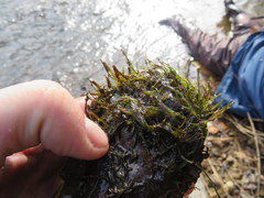 Podostemum ceratophyllum
