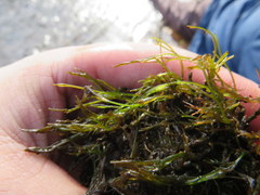 Podostemum ceratophyllum