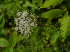 Ligusticopsis wallichiana