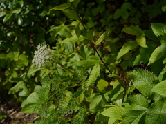 Ligusticopsis wallichiana