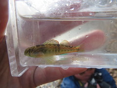 Etheostoma planasaxatile