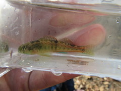 Etheostoma planasaxatile