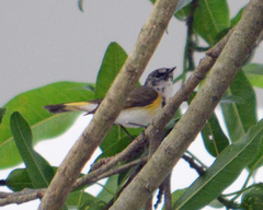 Setophaga ruticilla