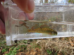 Etheostoma planasaxatile