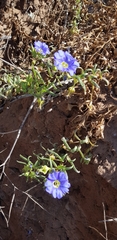 Nolana elegans