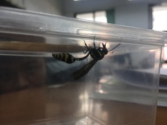 Phimenes flavopictus formosanus