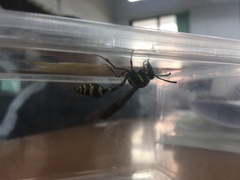 Phimenes flavopictus formosanus