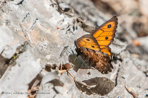 Macoun's Arctic photo 2