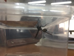 Phimenes flavopictus formosanus