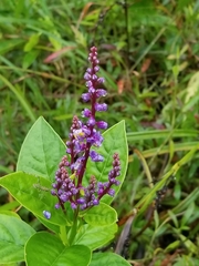 Monnina parasylvatica