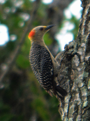 Melanerpes aurifrons