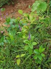 Monnina parasylvatica